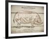 Coupe Du Porc-Tina Carlson-Framed Art Print