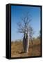 Couple Baobab Tree Above the Grotto Gorge Near Wyndham, Western Australia, Australia, Pacific-Michael Runkel-Framed Stretched Canvas