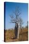 Couple Baobab Tree Above the Grotto Gorge Near Wyndham, Western Australia, Australia, Pacific-Michael Runkel-Stretched Canvas