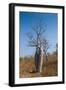 Couple Baobab Tree Above the Grotto Gorge Near Wyndham, Western Australia, Australia, Pacific-Michael Runkel-Framed Photographic Print