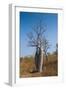 Couple Baobab Tree Above the Grotto Gorge Near Wyndham, Western Australia, Australia, Pacific-Michael Runkel-Framed Photographic Print