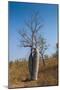 Couple Baobab Tree Above the Grotto Gorge Near Wyndham, Western Australia, Australia, Pacific-Michael Runkel-Mounted Photographic Print