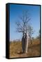 Couple Baobab Tree Above the Grotto Gorge Near Wyndham, Western Australia, Australia, Pacific-Michael Runkel-Framed Stretched Canvas