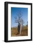 Couple Baobab Tree Above the Grotto Gorge Near Wyndham, Western Australia, Australia, Pacific-Michael Runkel-Framed Photographic Print