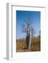 Couple Baobab Tree Above the Grotto Gorge Near Wyndham, Western Australia, Australia, Pacific-Michael Runkel-Framed Photographic Print