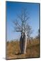 Couple Baobab Tree Above the Grotto Gorge Near Wyndham, Western Australia, Australia, Pacific-Michael Runkel-Mounted Photographic Print