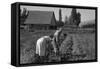 Couple Digging their Sweet Potatoes-Dorothea Lange-Framed Stretched Canvas