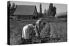 Couple Digging their Sweet Potatoes-Dorothea Lange-Stretched Canvas