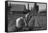 Couple Digging their Sweet Potatoes-Dorothea Lange-Framed Stretched Canvas