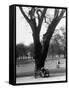 Couple Embracing in a Passionate Moment on the Bench in Hyde Park-Cornell Capa-Framed Stretched Canvas