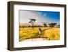 Couple enjoying view at a safari camp, Zululand, South Africa-Laura Grier-Framed Photographic Print