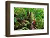 Couple Exploring in the Lush Lamington National Park, Queensland-zstockphotos-Framed Photographic Print