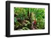 Couple Exploring in the Lush Lamington National Park, Queensland-zstockphotos-Framed Photographic Print