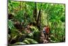 Couple Exploring in the Lush Lamington National Park, Queensland-zstockphotos-Mounted Photographic Print