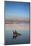 Couple in Healing Mud, Dead Sea, Israel-David Noyes-Mounted Photographic Print