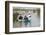 Couple in Kayak During January 2014 Flooding-David Woodfall-Framed Photographic Print