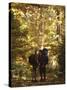 Couple Kissing on the Trail During a Hike, Woodstock, New York, USA-Chris Cole-Stretched Canvas