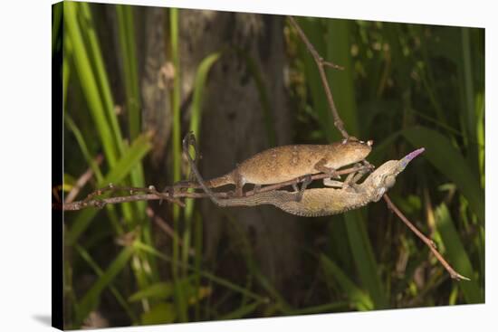 Couple of Blade Chameleons (Calumma Gallus), Madagascar, Africa-G &-Stretched Canvas