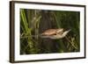 Couple of Blade Chameleons (Calumma Gallus), Madagascar, Africa-G &-Framed Photographic Print