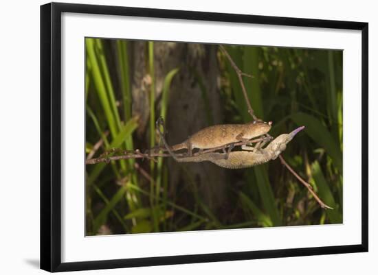 Couple of Blade Chameleons (Calumma Gallus), Madagascar, Africa-G &-Framed Photographic Print