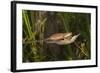 Couple of Blade Chameleons (Calumma Gallus), Madagascar, Africa-G &-Framed Photographic Print