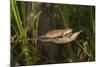 Couple of Blade Chameleons (Calumma Gallus), Madagascar, Africa-G &-Mounted Photographic Print