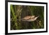 Couple of Blade Chameleons (Calumma Gallus), Madagascar, Africa-G &-Framed Photographic Print