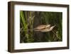 Couple of Blade Chameleons (Calumma Gallus), Madagascar, Africa-G &-Framed Photographic Print