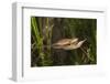 Couple of Blade Chameleons (Calumma Gallus), Madagascar, Africa-G &-Framed Photographic Print