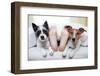 Couple of Dogs and Owner-Javier Brosch-Framed Photographic Print