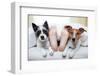 Couple of Dogs and Owner-Javier Brosch-Framed Photographic Print