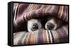 Couple of Dogs in Love Sleeping Together under the Blanket in Bed-Javier Brosch-Framed Stretched Canvas