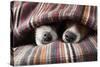 Couple of Dogs in Love Sleeping Together under the Blanket in Bed-Javier Brosch-Stretched Canvas