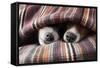 Couple of Dogs-Javier Brosch-Framed Stretched Canvas