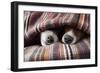 Couple of Dogs-Javier Brosch-Framed Photographic Print