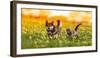 Couple of Friends a Cat and a Dog Run Merrily through a Summer Flowering Meadow-Nataba-Framed Photographic Print