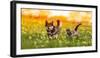 Couple of Friends a Cat and a Dog Run Merrily through a Summer Flowering Meadow-Nataba-Framed Photographic Print