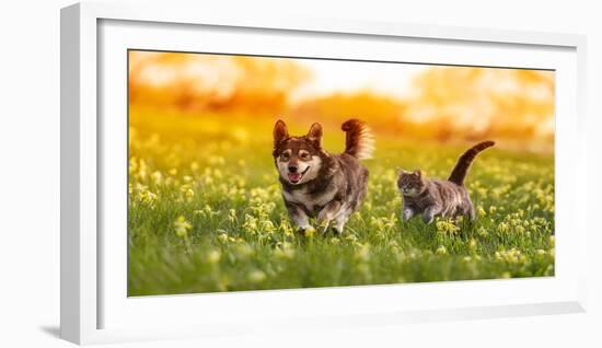 Couple of Friends a Cat and a Dog Run Merrily through a Summer Flowering Meadow-Nataba-Framed Photographic Print