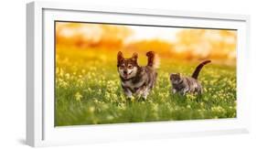 Couple of Friends a Cat and a Dog Run Merrily through a Summer Flowering Meadow-Nataba-Framed Photographic Print