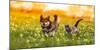 Couple of Friends a Cat and a Dog Run Merrily through a Summer Flowering Meadow-Nataba-Mounted Photographic Print