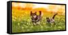 Couple of Friends a Cat and a Dog Run Merrily through a Summer Flowering Meadow-Nataba-Framed Stretched Canvas