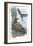 Couple of Golden Eagles Aquila Chrysaetos Female Warms Eggs While Male Brings Her Hare-null-Framed Giclee Print