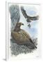 Couple of Golden Eagles Aquila Chrysaetos Female Warms Eggs While Male Brings Her Hare-null-Framed Giclee Print