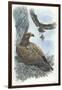 Couple of Golden Eagles Aquila Chrysaetos Female Warms Eggs While Male Brings Her Hare-null-Framed Giclee Print