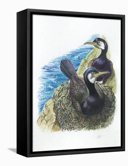 Couple of Great Cormorants Phalacrocorax Carbo, Female Is in Nest Warming the Eggs-null-Framed Stretched Canvas