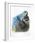 Couple of Great Cormorants Phalacrocorax Carbo, Female Is in Nest Warming the Eggs-null-Framed Giclee Print