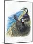 Couple of Great Cormorants Phalacrocorax Carbo, Female Is in Nest Warming the Eggs-null-Mounted Giclee Print