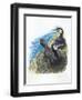 Couple of Great Cormorants Phalacrocorax Carbo, Female Is in Nest Warming the Eggs-null-Framed Giclee Print