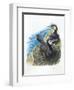 Couple of Great Cormorants Phalacrocorax Carbo, Female Is in Nest Warming the Eggs-null-Framed Giclee Print