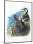 Couple of Great Cormorants Phalacrocorax Carbo, Female Is in Nest Warming the Eggs-null-Mounted Giclee Print